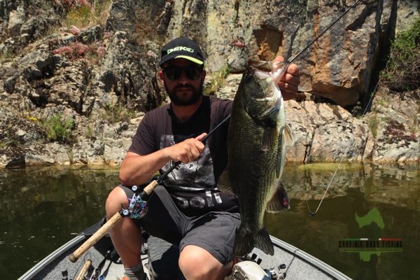 trophy black bass from sardinia on casting gear