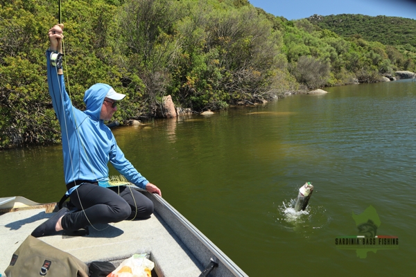 black bass Sardinia fly fishing action