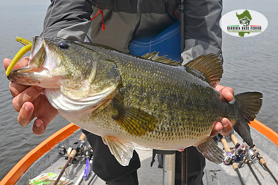 bass sardinia fishing tours