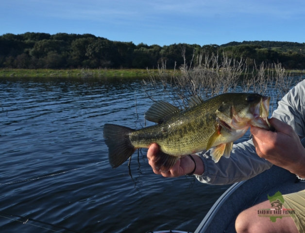 sardinian black bass on the fly