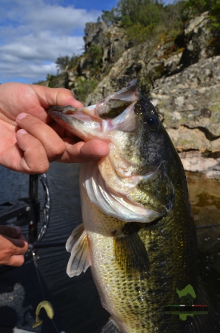 huge bass sardinia