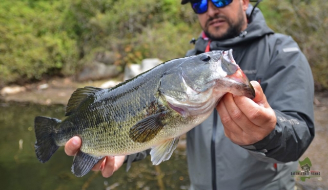 monster black bass sardinia fishing tours