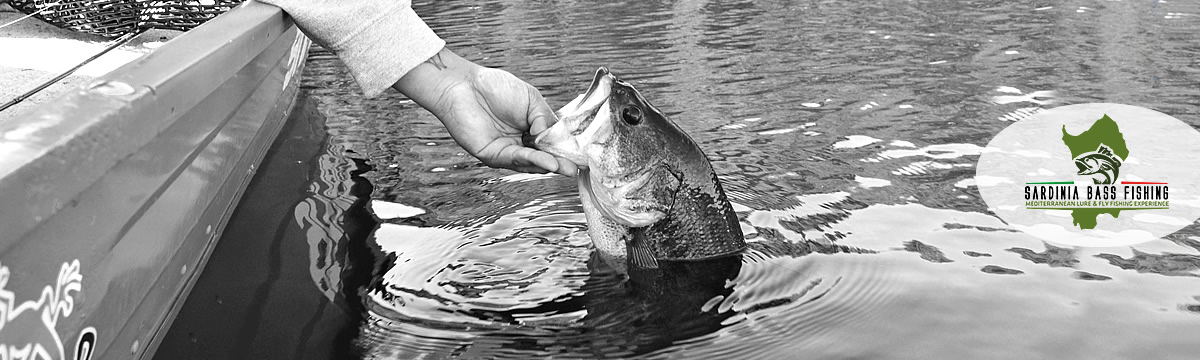 Bass fishing sardinia release